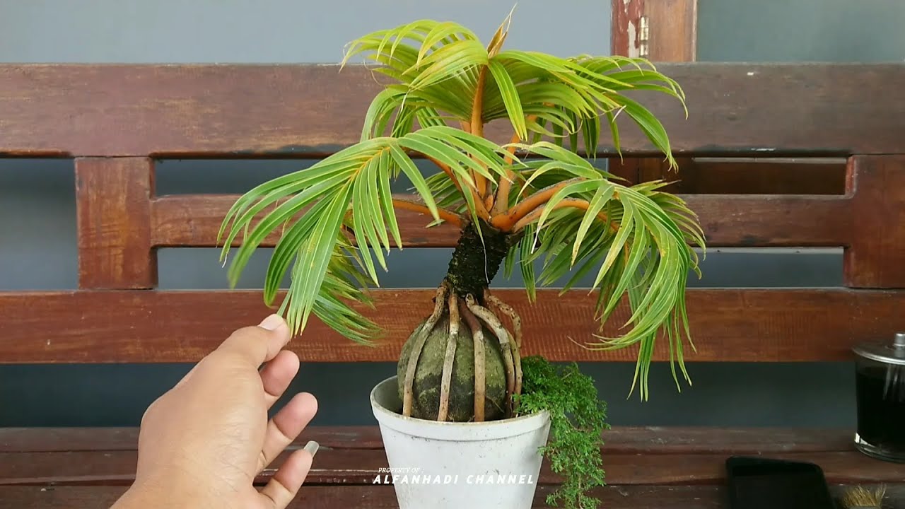 PROSES MUDAH CARA MENGECILKAN DAUN BONSAI KELAPA