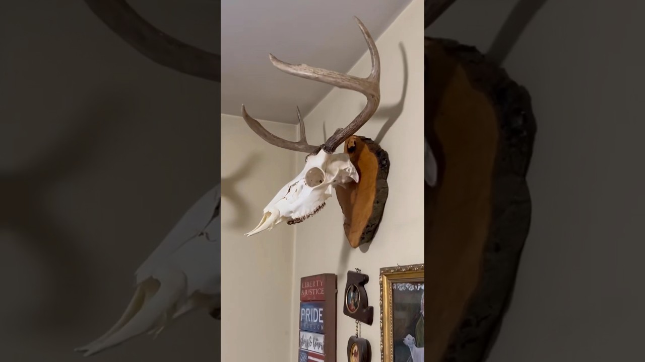 Евро-крепление для черепов своими руками💀🦌 #таксидермия #охота #охотанаоленей #олень #белохвостый...