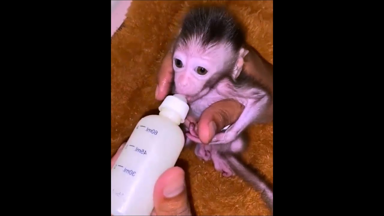 So Very Hungry Skinny Abandon Baby Monkey Trying To Sucking Milk