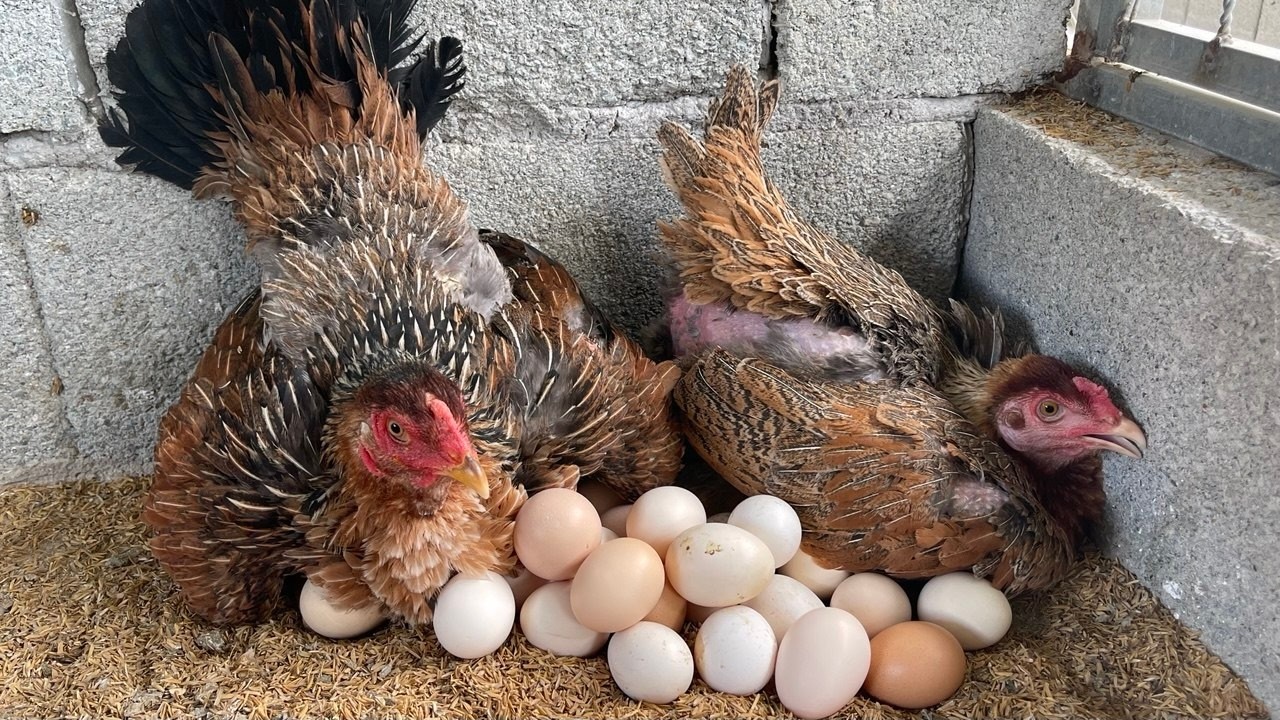 Fresh egg collection and incubation🥚🐣
