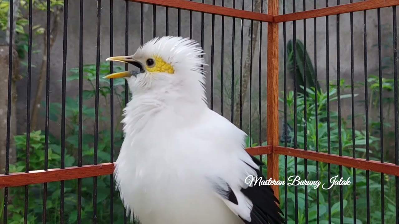 Jalak putih Gacor Ngeroll Buat masteran dan pancingan Jalak Nusa
