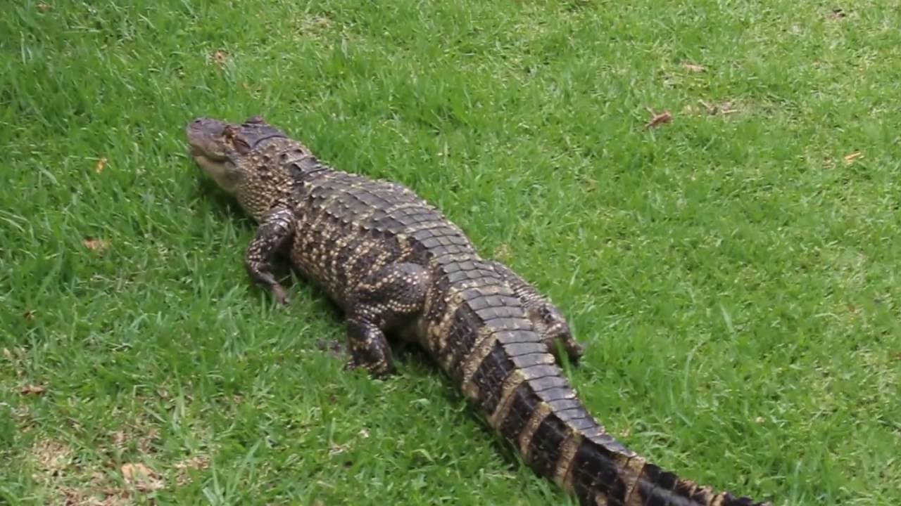 Two-year-old alligator spotted in Brakpan