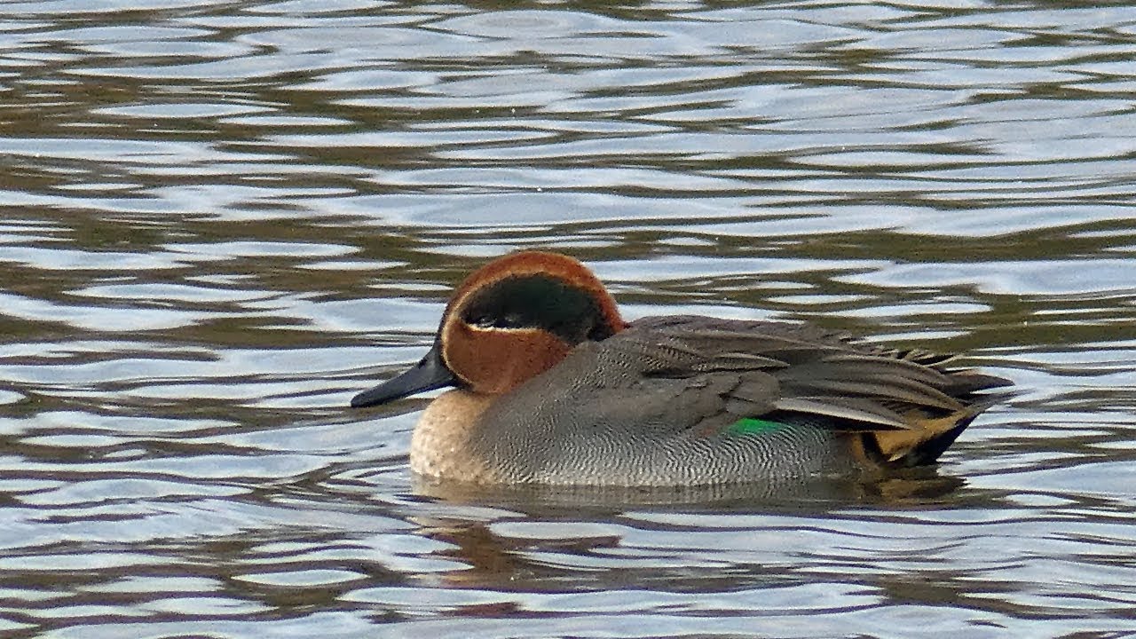 Bird Facts: The Eurasian Teal