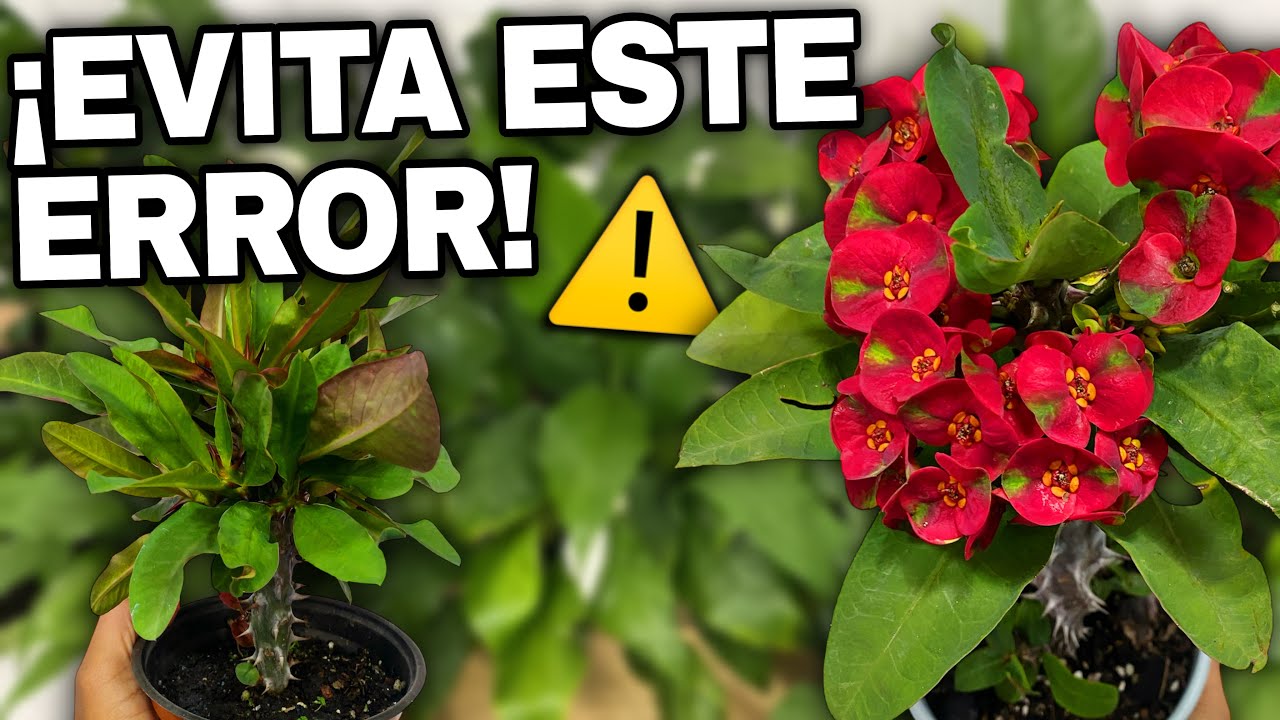 ¡No cometas estos errores al reproducir tu Corona de Cristo!⚠️🌺