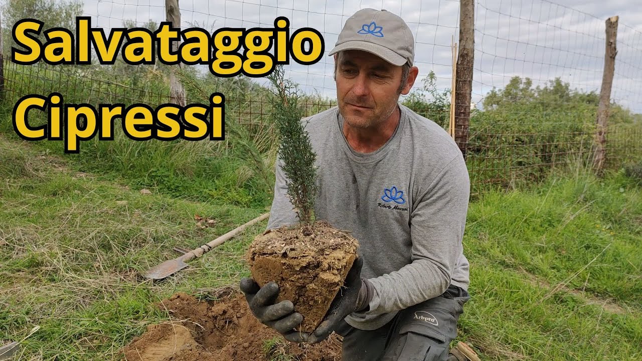 🌿 Come piantare i cipressi