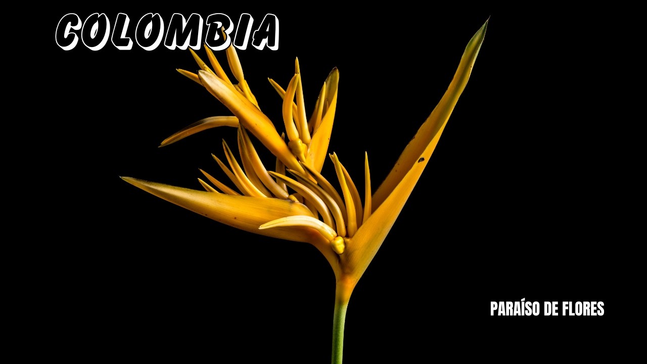 COLOMBIA: Paraíso De PLANTAS Hermosas y Espectaculares | Documental Parte 1