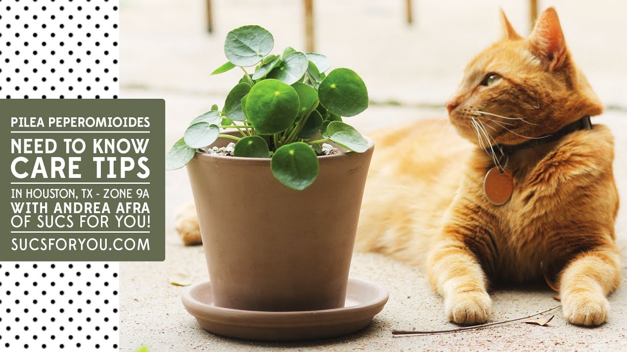 Pilea: Need to know care tips