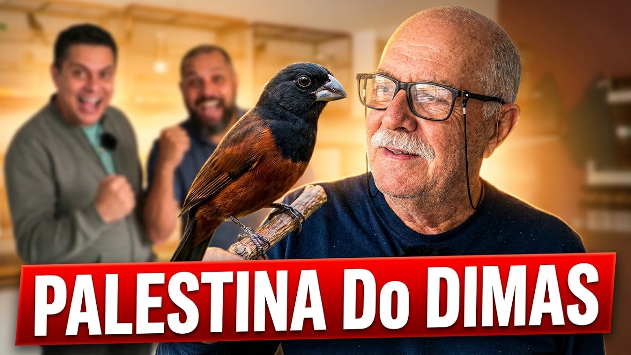 Criatório PRM De Curió Fêmeas De ALTO Padrão PALESTINA Do DIMAS O MINEIRINHO