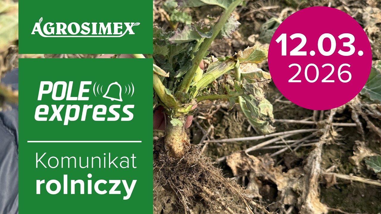 Jak zregenerować oziminy po trudnej zimie? | Komunikat Rolniczy