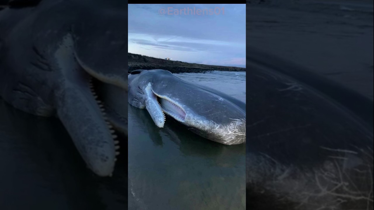 One of the largest whales in the ocean. #animalskingdom #wildlifenature #spermwhale