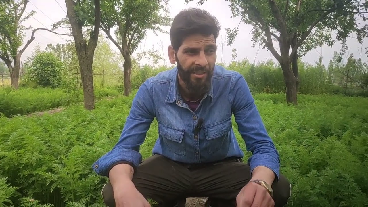 Carrot farming tips in Kashmiri language #viral #trending #agriculture #farming #carrot #facts
