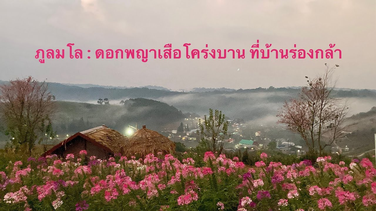 ภูลมโล: ไร่ลมหนาว บ้านร่องกล้า ดอกพญาเสือโคร่งบานแล้วนะ