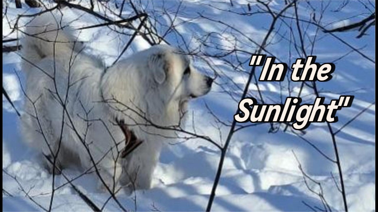 “In the sunlight | A quiet walk with Belyi”