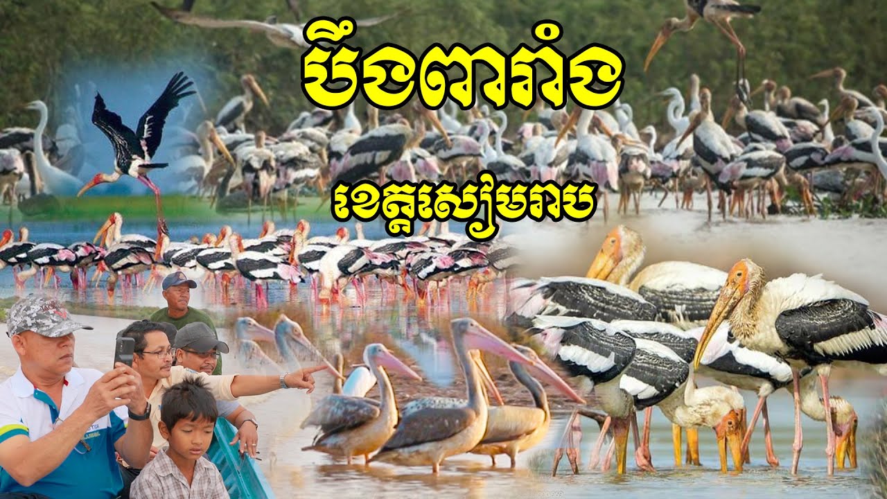 ដំណើរកម្សាន្តទៅបឹងពារាំងតំបន់អភិរក្សជីវចម្រុះ - Bird Watching tour at Tonle Sap lake, Cambodia