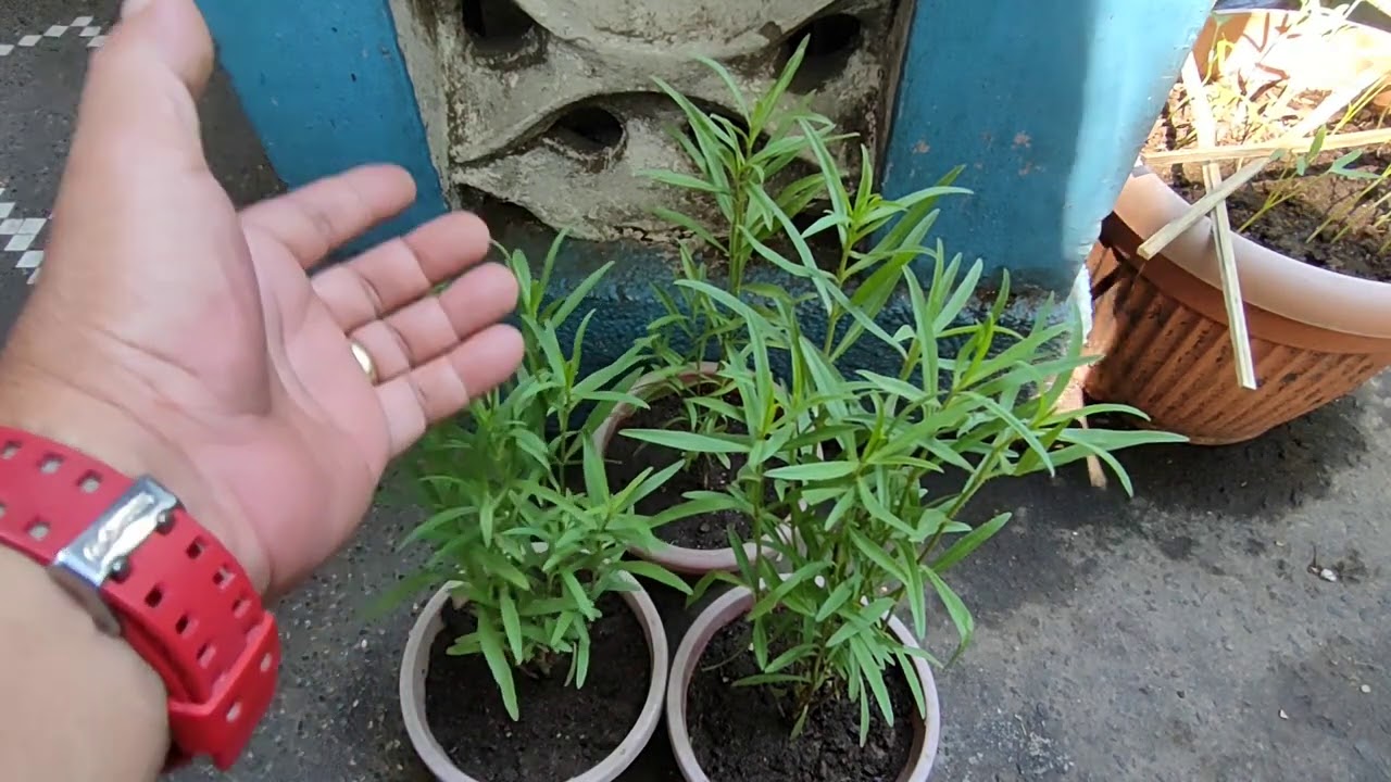 Tarragon : Paano Kilalanin at Alagaan