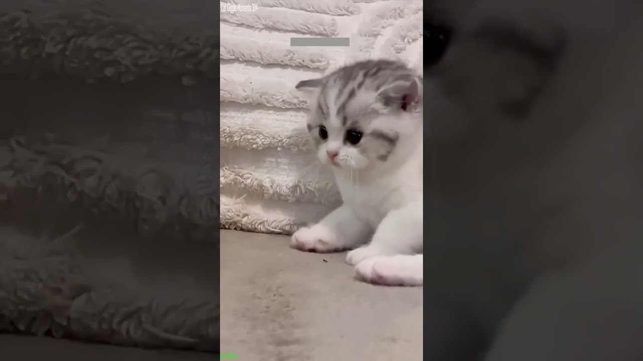 Funny Cats 2025 🐱 Cat Fight 🐱 # Part 4871