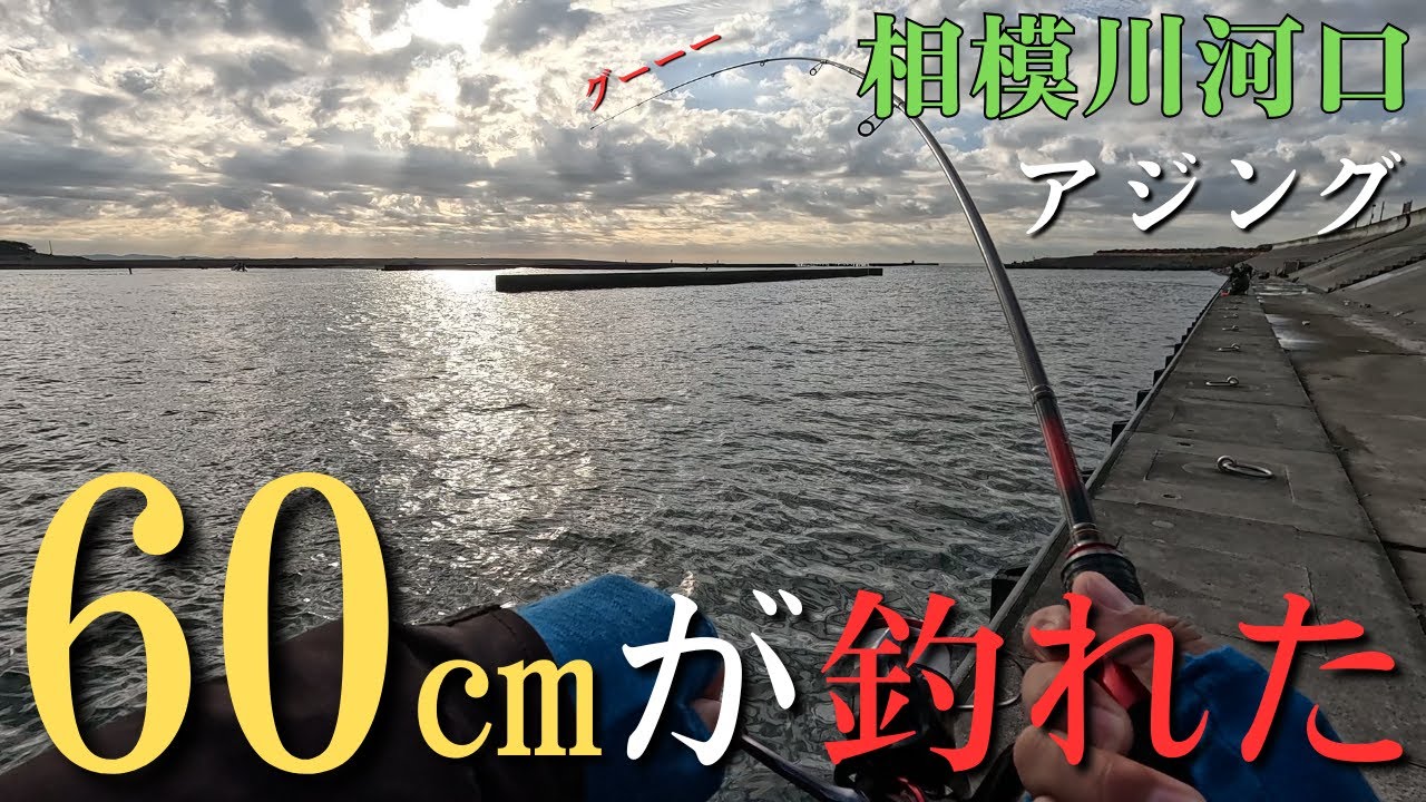 【相模川河口】初めて60cm以上の魚を釣った。アジング初心者【2025年11月11日】