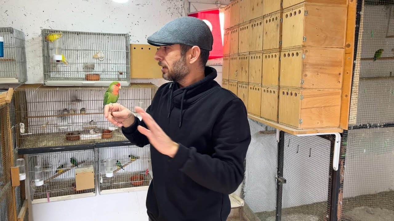 SEVDA PAPAĞANI SAHİPLENİRKEN NELERE DİKKAT ETMELİYİZ ?
