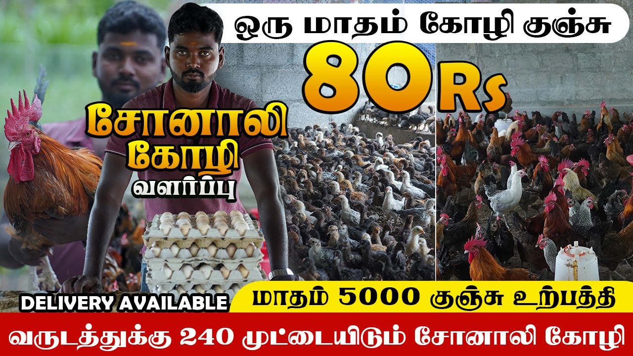 தமிழ்நாட்டில் யாரும் தரமுடியாத விலையில் ஒரிஜினல் சோனாலி குஞ்சு இனி 80 ரூ மட்டுமே #crnattukozhipannai