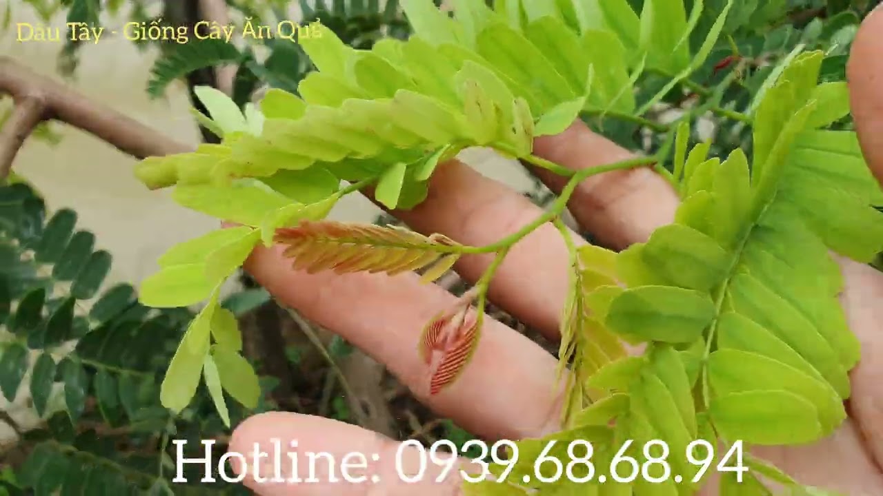 Kỷ thuật trồng me thái nhanh cho trái @DÂU TÂY - GIỐNG CÂY ĂN QUẢ