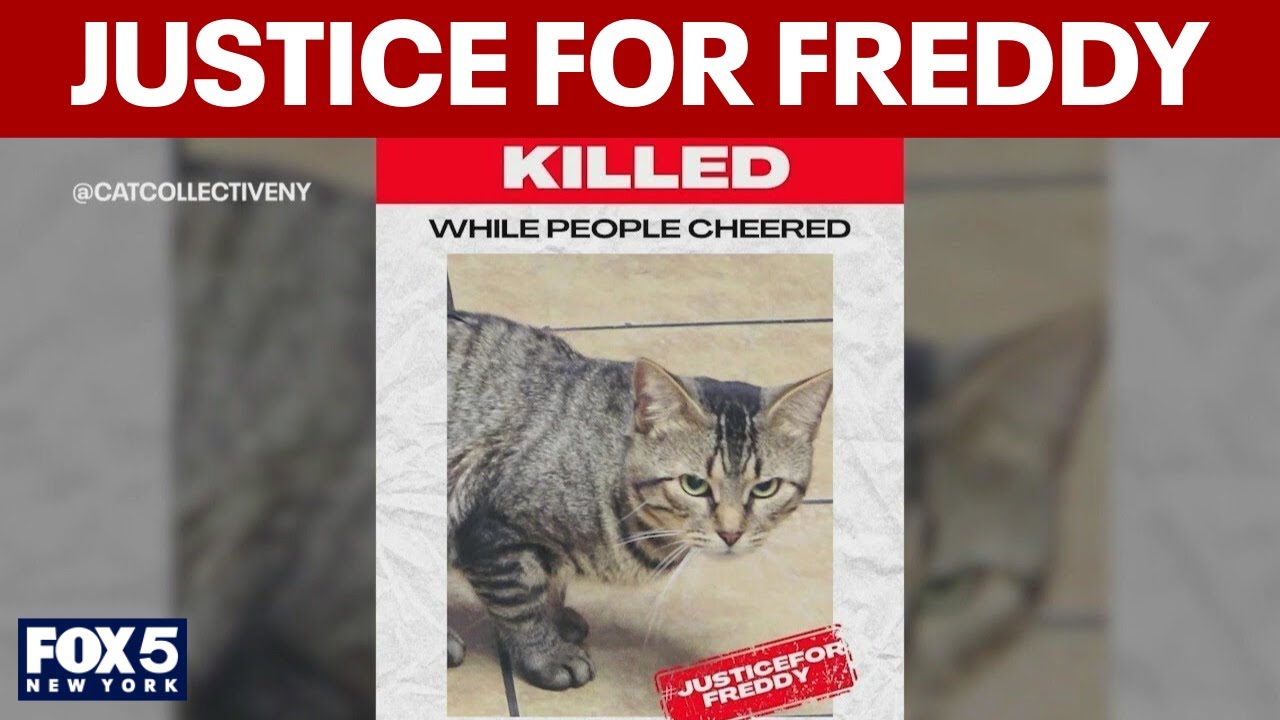 NYC shop cat mauled by pit bulls as owner 'cheered'
