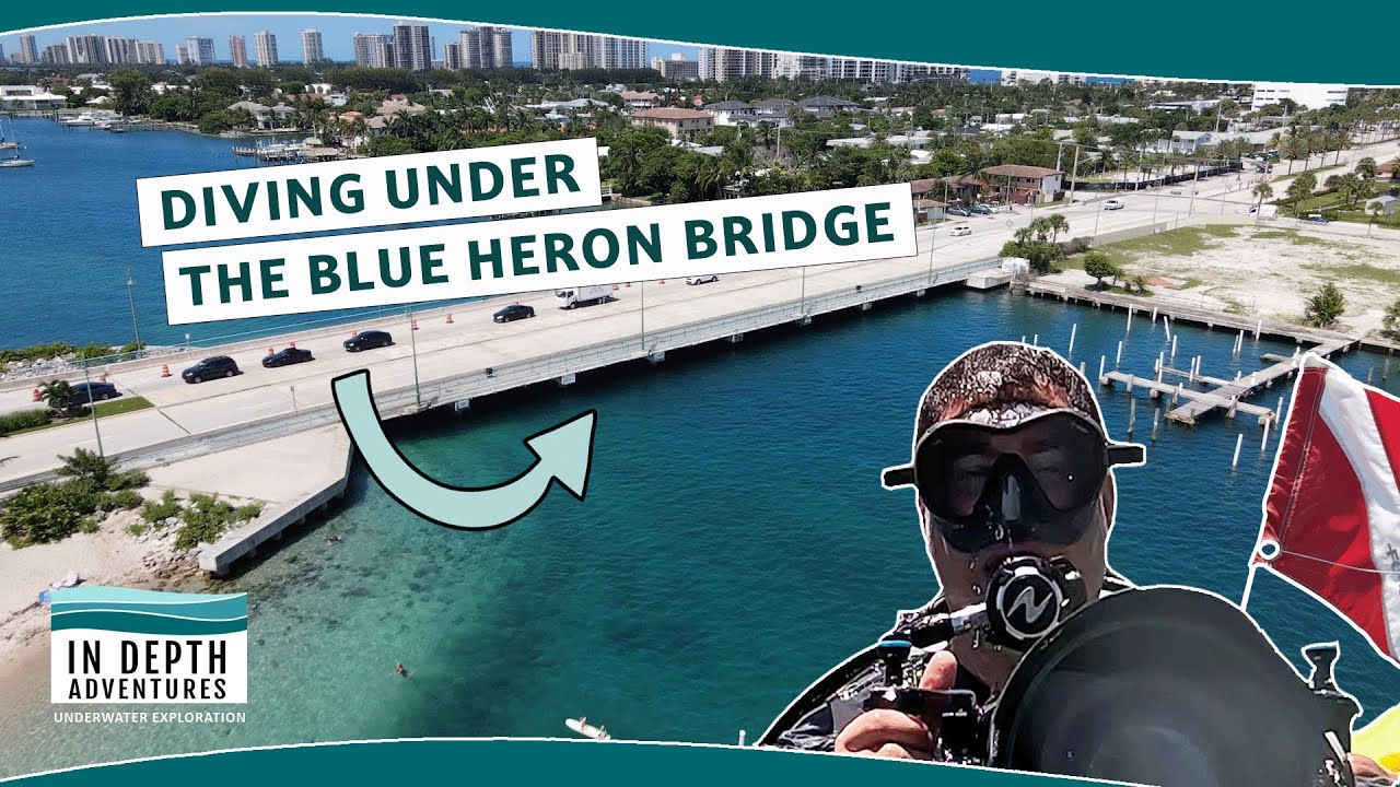 Diving Under The Blue Heron Bridge