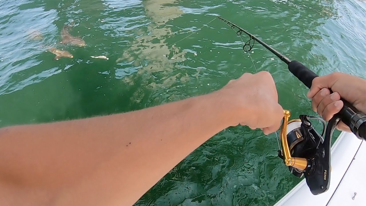 Cobia Fishing Chesapeake Bay Bridge Tunnel