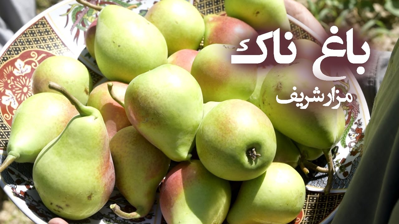 Afghan Garden - Pear Garden in Mazar / باغ ناک در مزارشریف