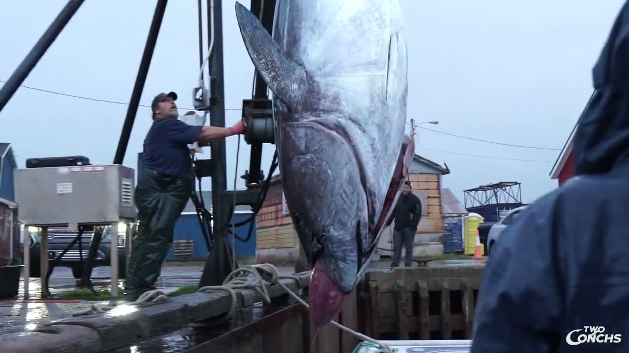 2019 Prince Edward Island giant bluefin tuna with Two Conchs - Part 2