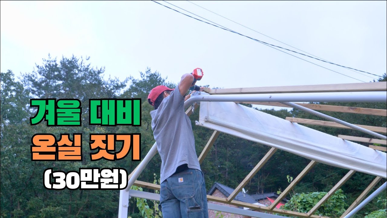 저예산으로 3평 목조 온실 셀프 짓기를 시작했습니다. 기존 그늘막 골조를 활용해 다용도 온실을 만들 예정입니다. 