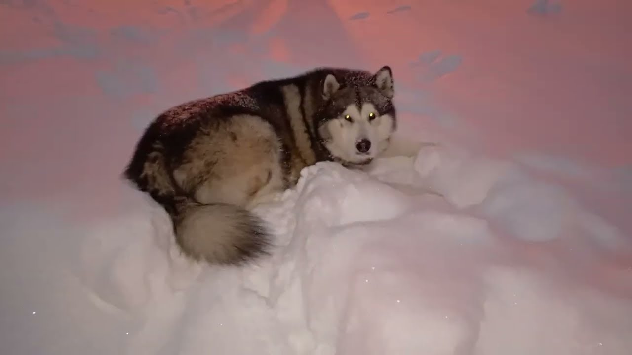 #маламут #собака #cutedog  #dogs #dogshorts #malamute #хаски #животные #husky VID_20260111_081840