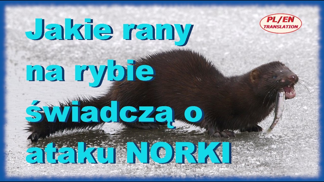 NORKA AMERYKAŃSKA- jakie rany na ciele ryby zostawia i jak atakuje swoje ofiary! Idealny zab&oacute;jca!