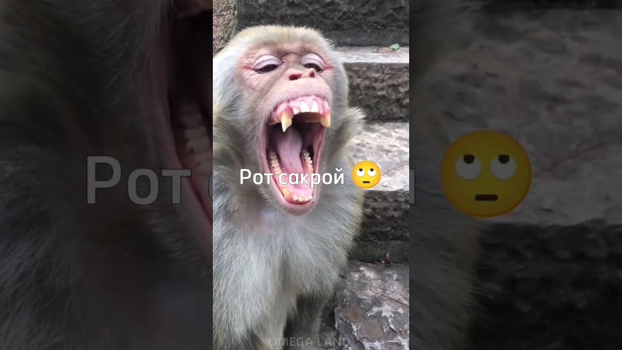 Бубубубу 😪 #юмор #brother #а4 #rek #майнкрафт #monkey #tiktok #роблокс #omega #браток