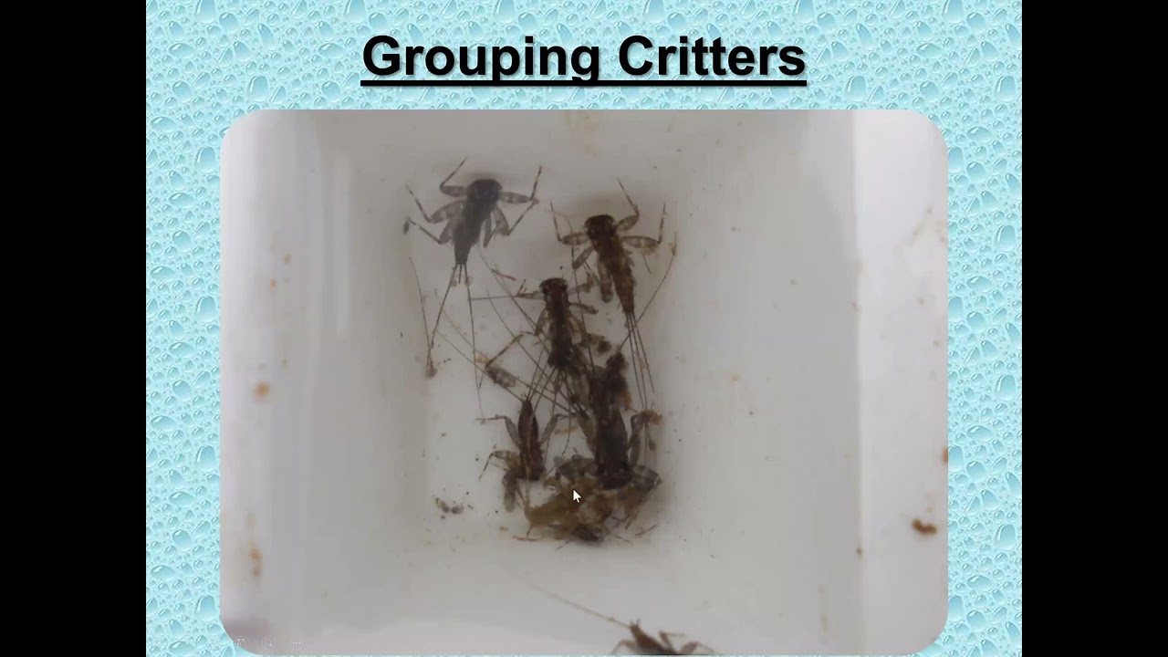 How to Conduct a Stream Macroinvertebrate Survey