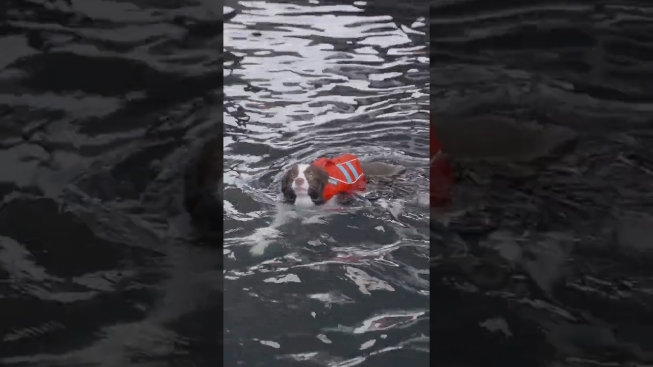 Perros chapoteando: diversi&oacute;n en el mar y la piscina&rdquo; #perrosfelices #fyp #fypyoutube #shortsviral