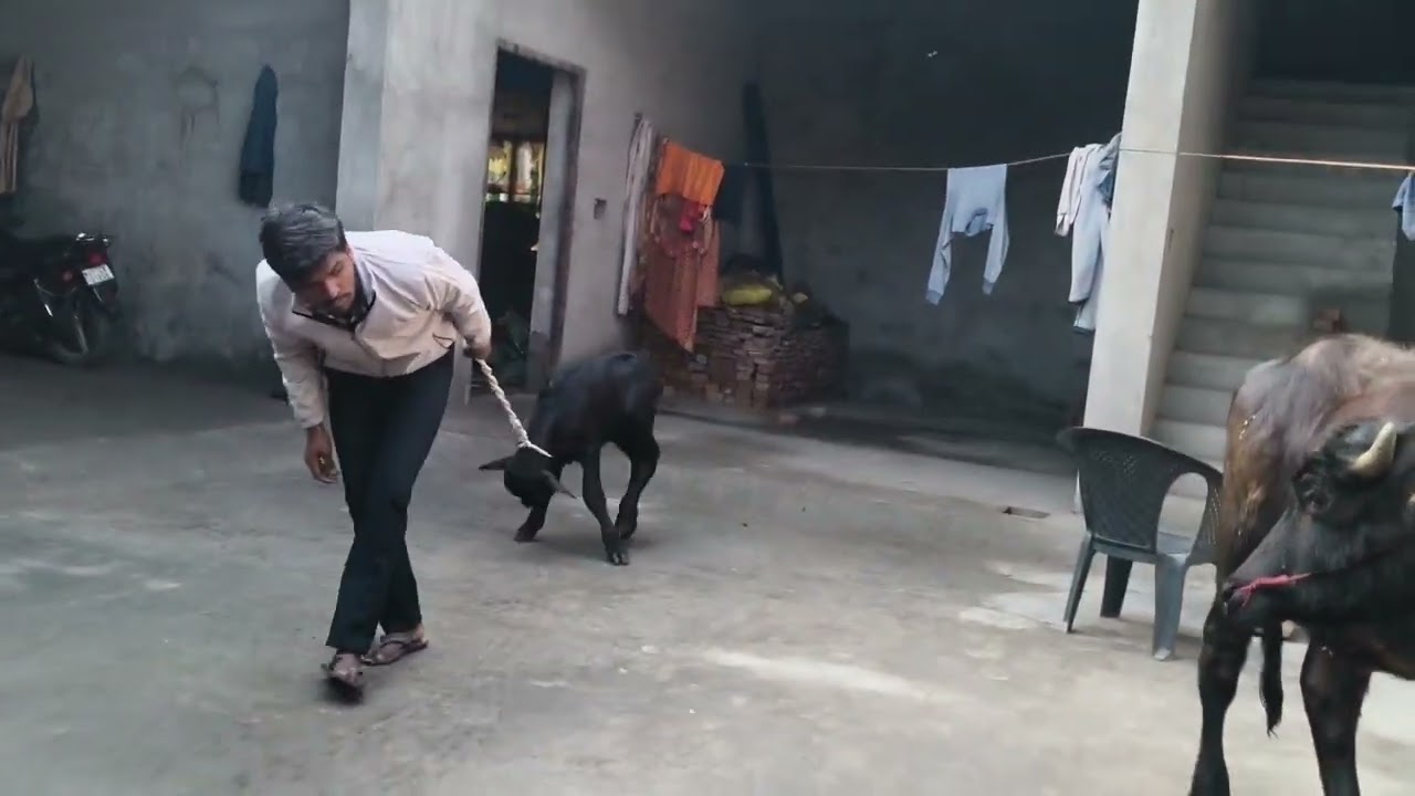 आज धूप निकलेगी पर पशुओं  ने करी मस्ती पाल परिवार #ब्लॉग्स