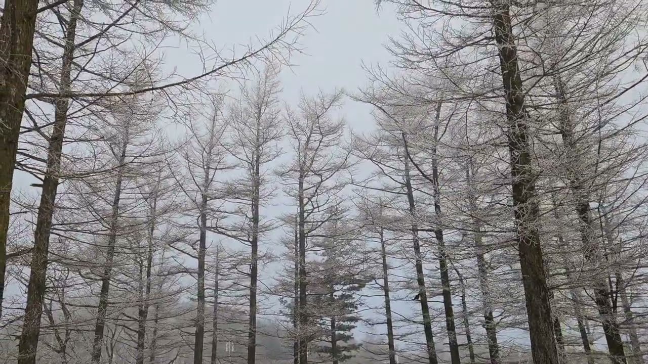 🗻함백산🗻만항재 아침 설경 (상고대 멋진 설경)