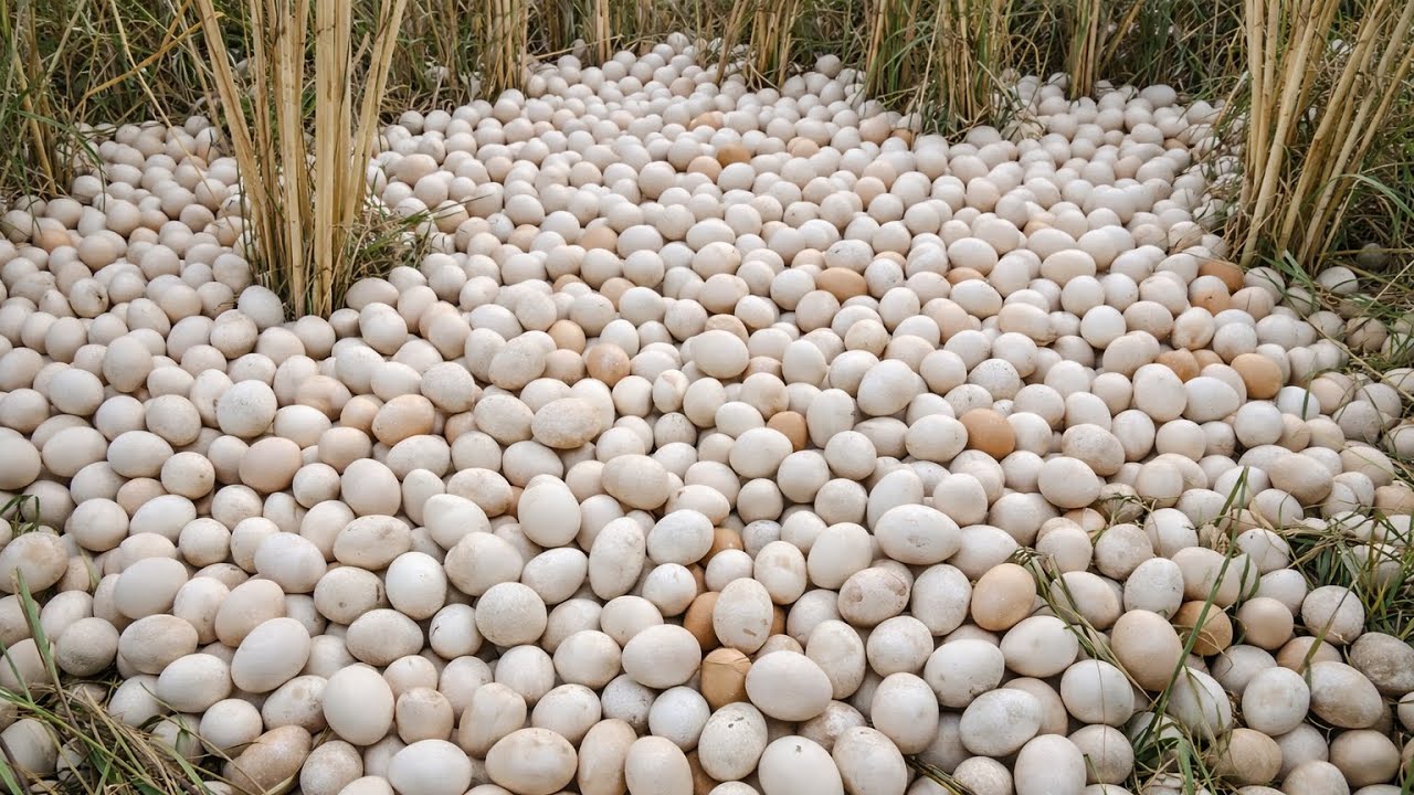 Incredible Duck Egg Harvest – Picking the Best by Hand