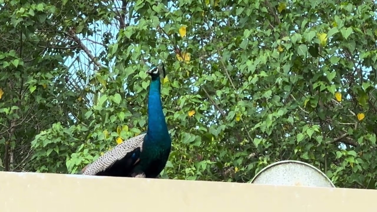 Peacock 🦚 dance 💃🏻