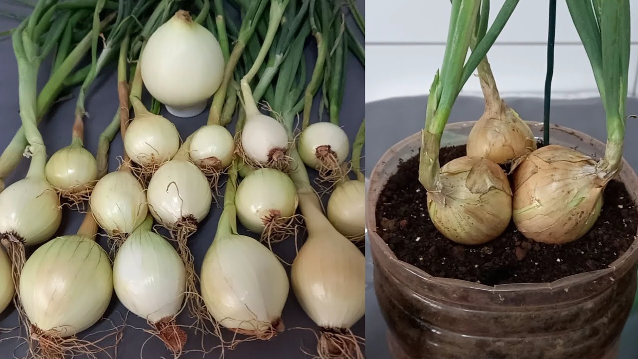 Como Plantar Cebola em Vaso - Cebola em Vaso Auto Irrigável feito com Garrafa Pet, Colheita