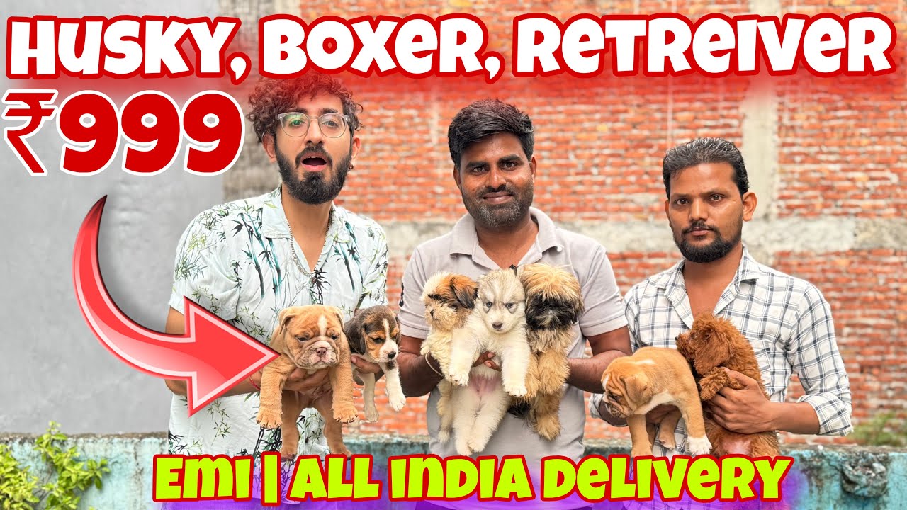 Cheapest Dogs Market in Delhi | German Shepherd, Husky, Pitbull, Cats | AK Pet Shop, Janakpuri