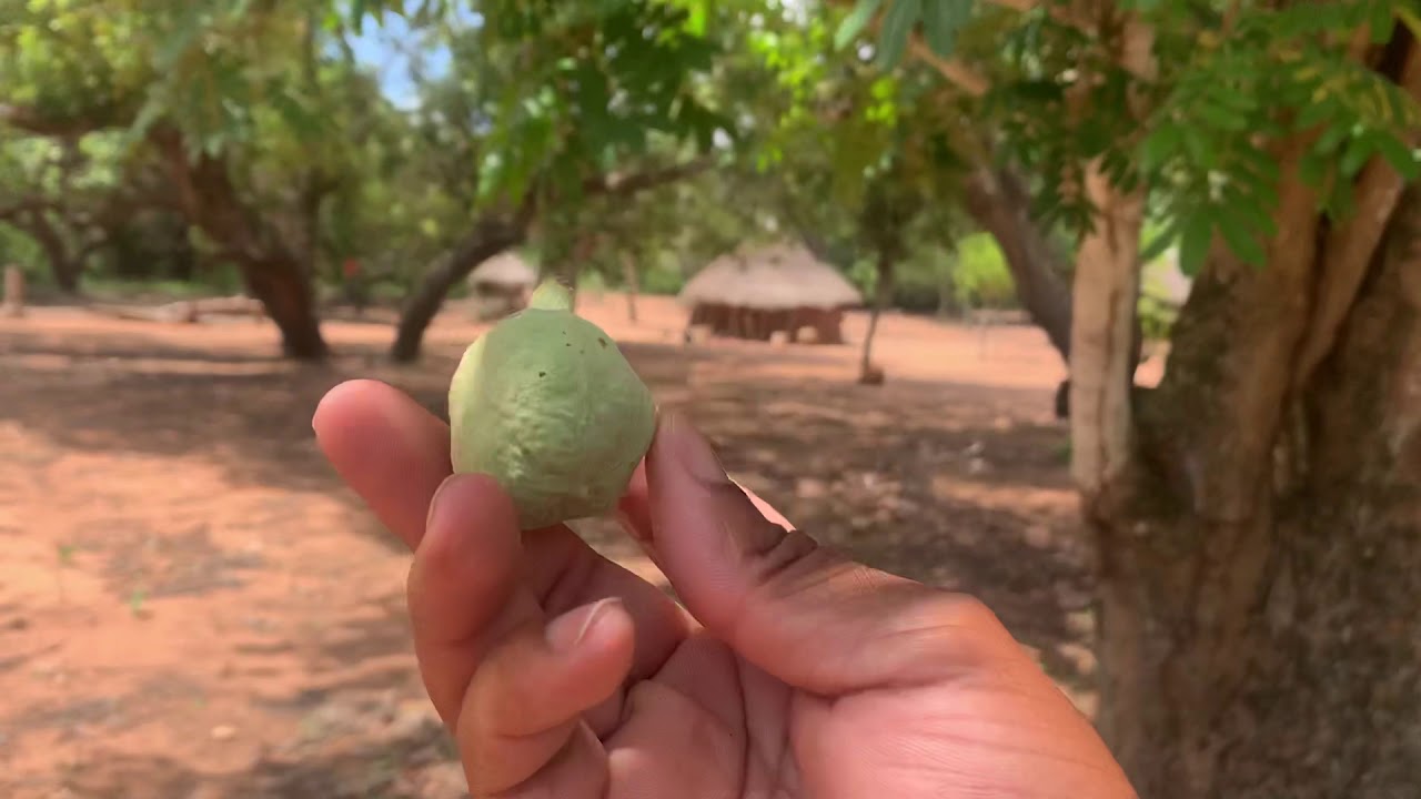 How to harvest cashews in Manjacaze Mozambique