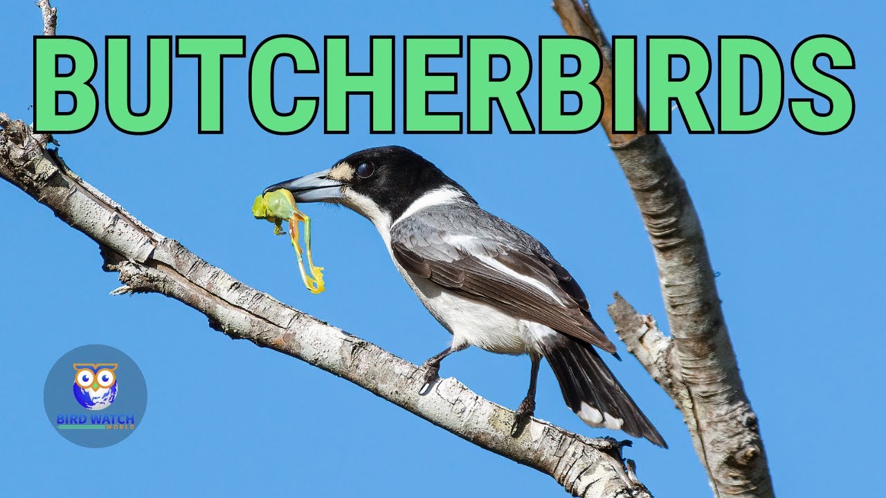 Butcherbirds In Australia - The Executioners Of The Bird World