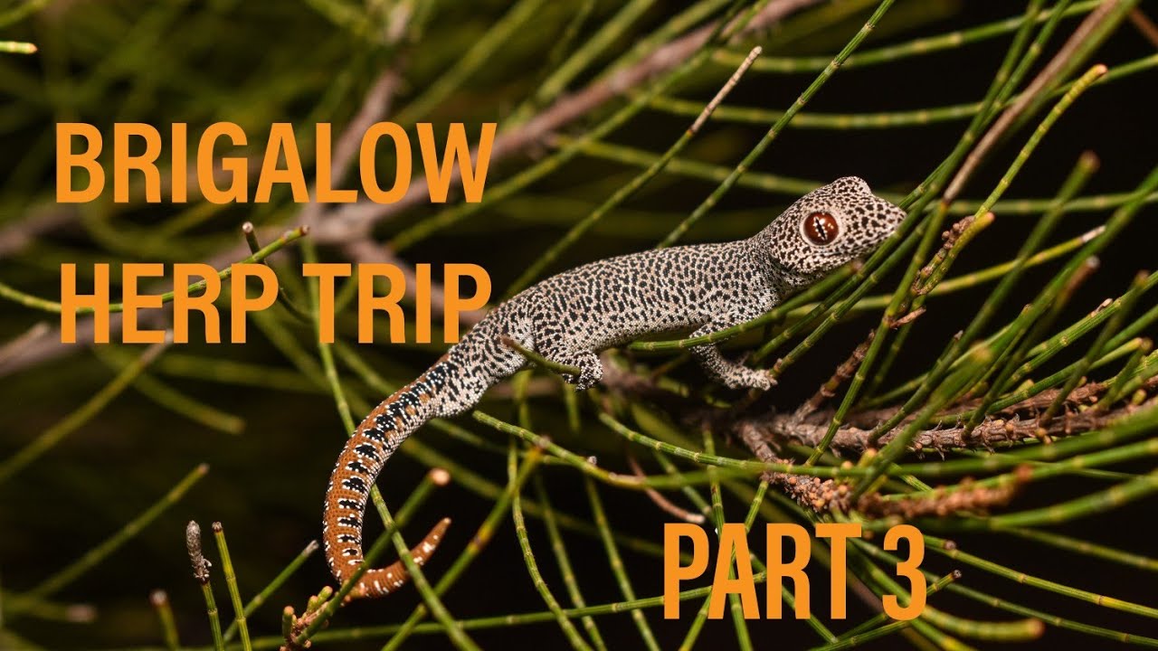 Search For The Mulga Snake Part 3: Targets Aquired!