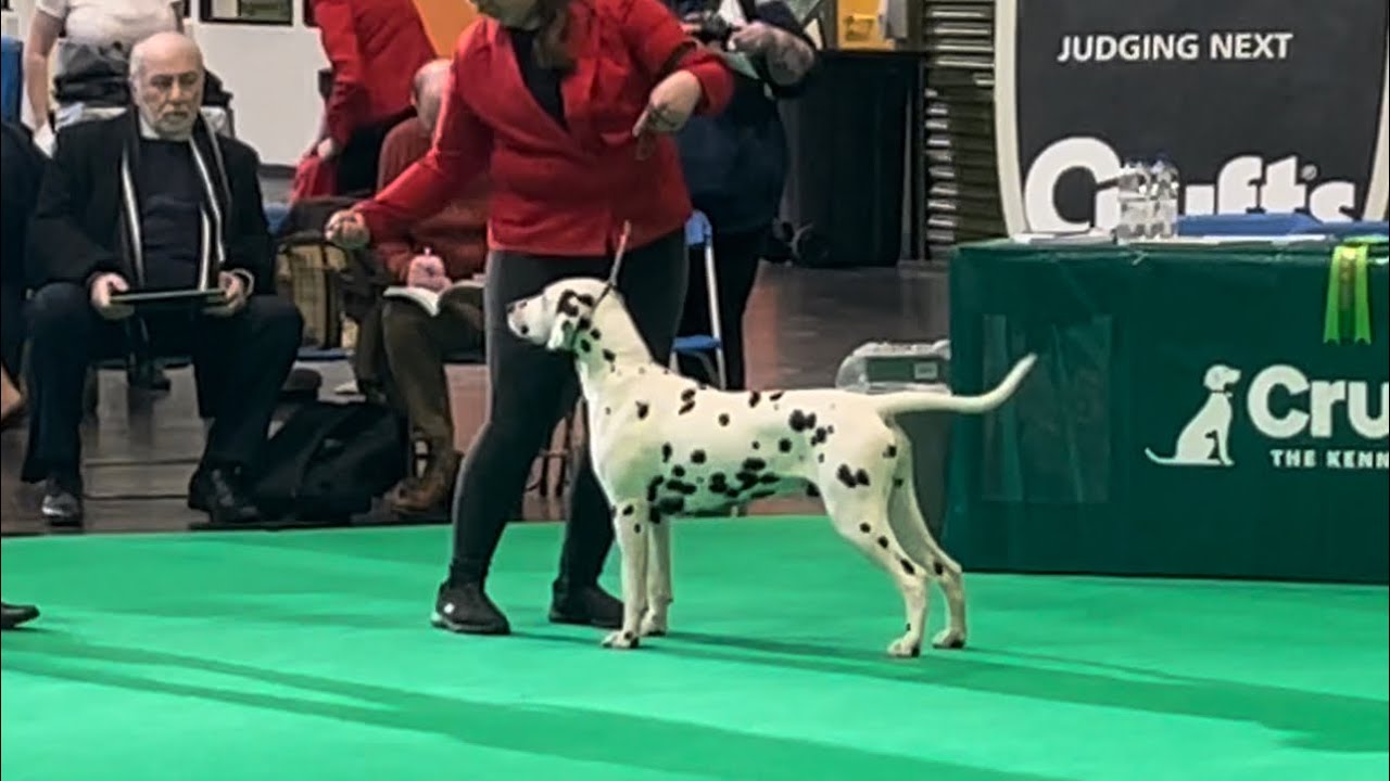 Crufts 2023 Dalmatians