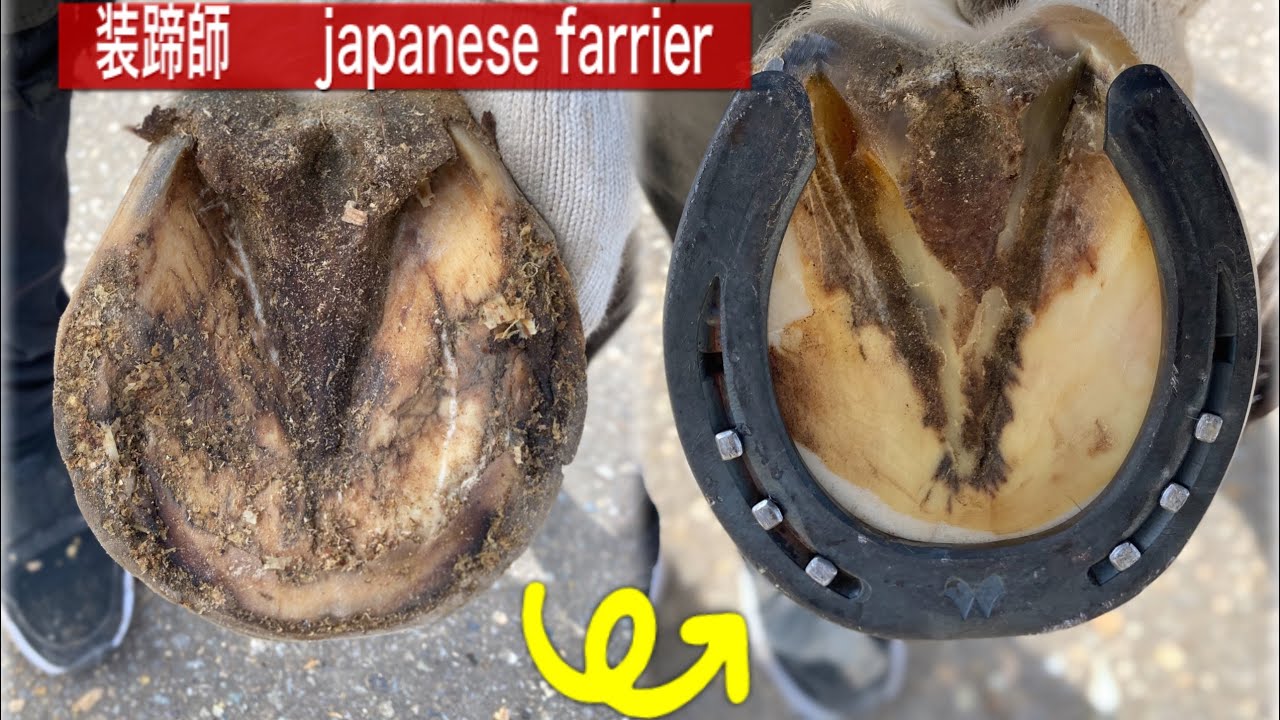 馬の靴屋さん　　装蹄師【競馬　乗馬】　japanese farrier 削蹄