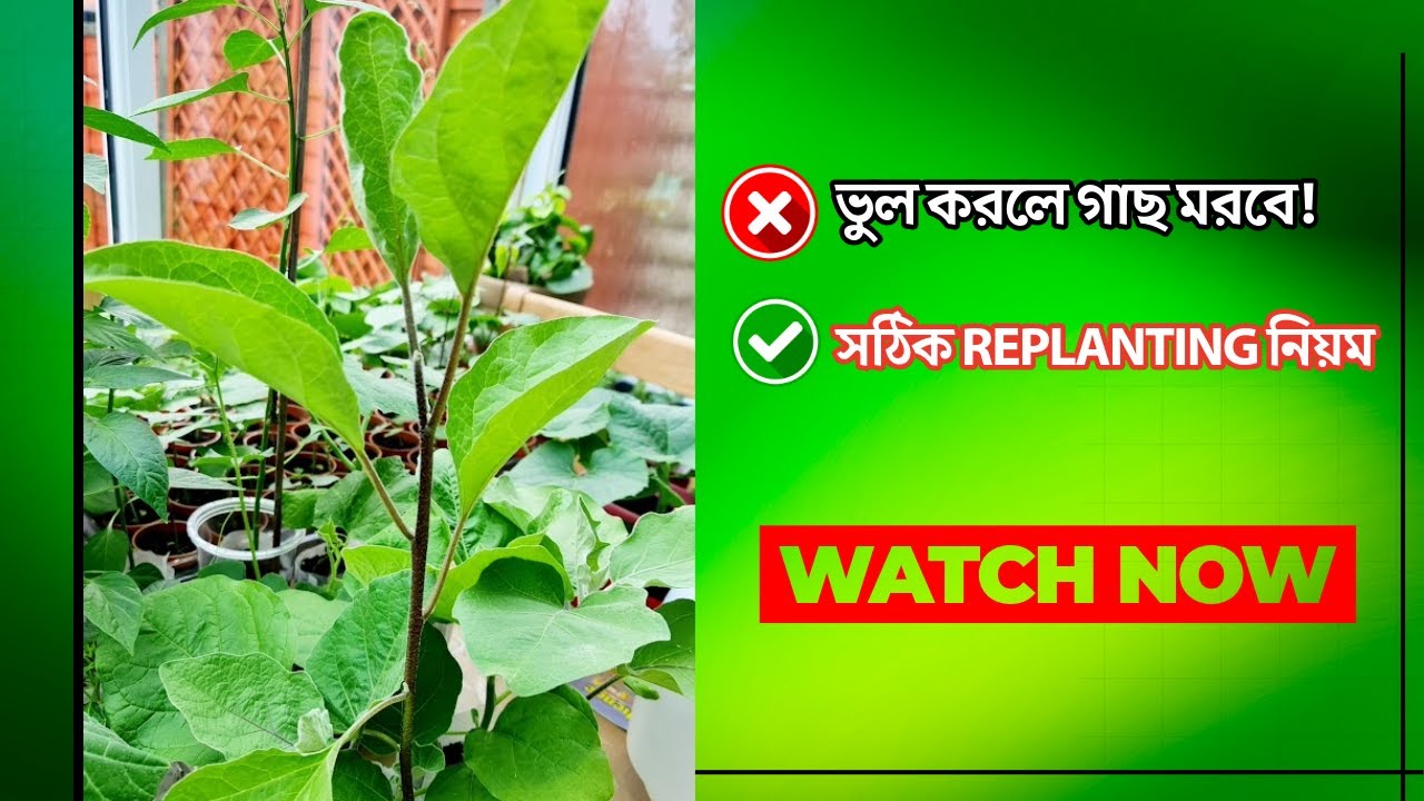🌱 যে কোন গাছ REPLANTING করার সঠিক নিয়ম 🔥 ১০০% গাছ বাঁচবে | সঠিক খাদ্য ও মাটি টিপস। পুনঃপ্রচার