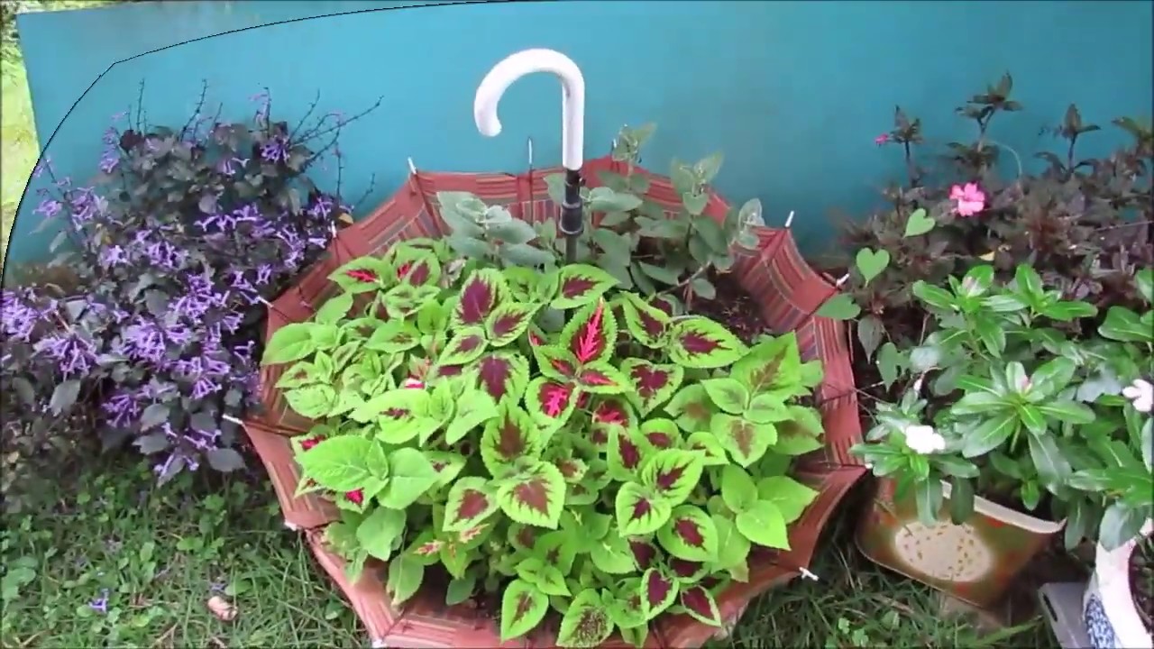 Replantando coleus  no meu vaso de guarda chuva #tudoviravaso