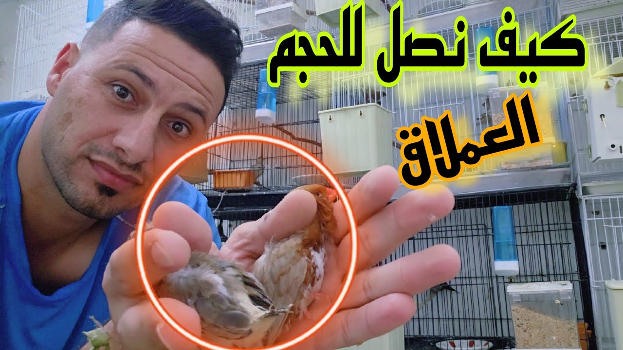 تطوير احجام الزيبرا فنش حلقه مهمه جدا للمبتدأين