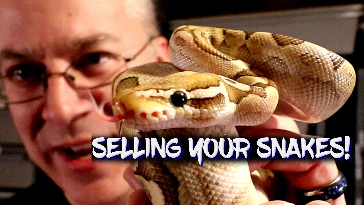 These people will buy your snakes!